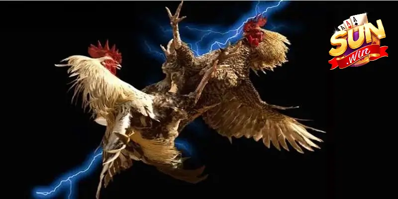 Mỗi trường đấu lại mang một kiểu cảm xúc riêng Mỗi trường đấu lại mang một kiểu cảm xúc riêng
